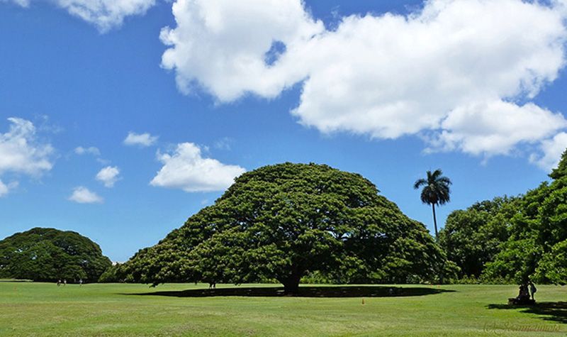 樹齢130年のモンキーポッド、モアナルア・ガーデンズパーク - ハワイプレス