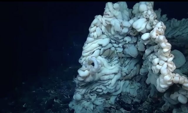ハワイ沖、2,100メートル深海に史上最大級の新種生物発見のアイキャッチ画像