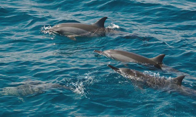 野生イルカと泳ぐツアーがハワイで全面中止の可能性のアイキャッチ画像
