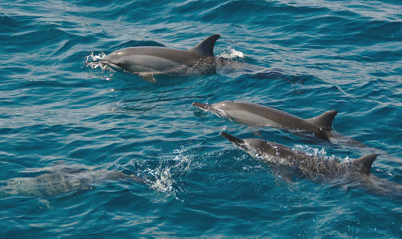 dolphins-tour