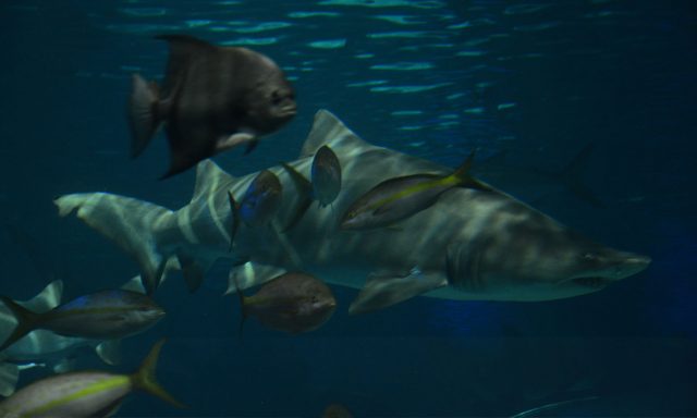ハワイ諸島でサメが急増、被害に遭わないためにやるべき10のことのアイキャッチ画像