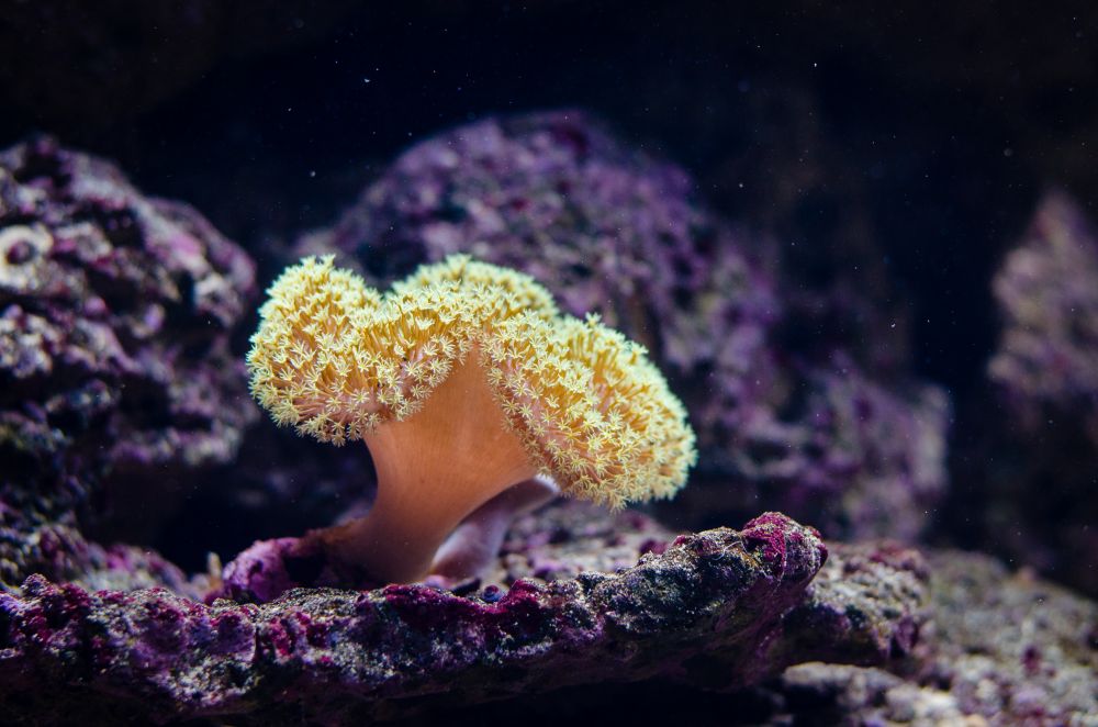 ハワイ諸島周辺、サンゴ礁の白化が深刻にのアイキャッチ画像