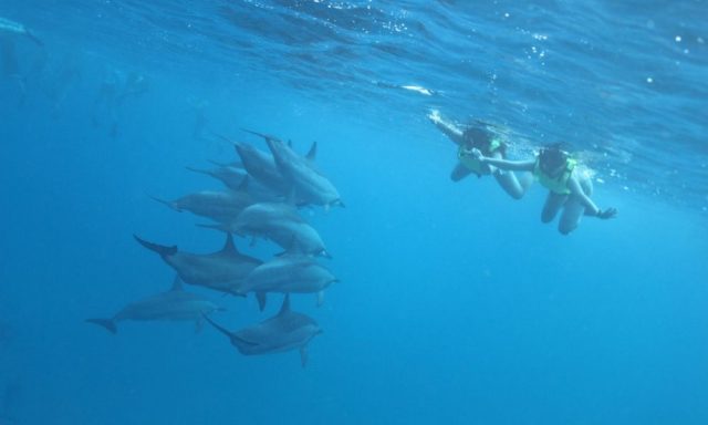 楽園ハワイで野生のイルカと泳ぐツアー「ほかほかキャンペーン」を実施中のアイキャッチ画像