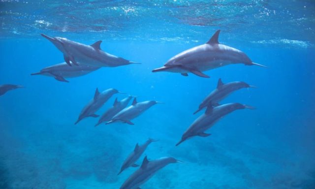 ハワイで野生のイルカと泳げる理由のアイキャッチ画像