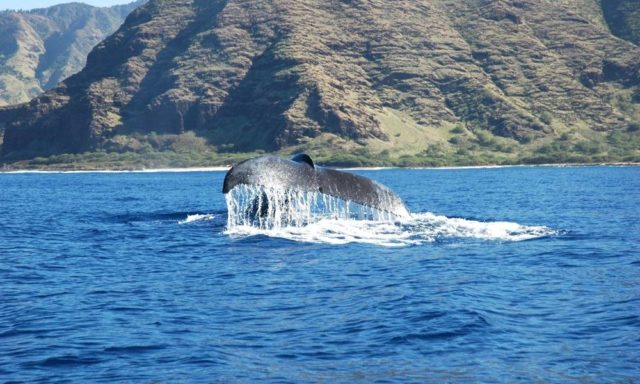 冬だけのスペシャルツアー、ハワイで野生のクジラと出会うホエールウオッチングツアー！のアイキャッチ画像